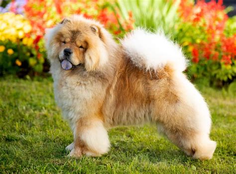 what part of china are chows from